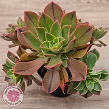 Load image into Gallery viewer, Aeonium Leucoblepharum (Yemen form)
