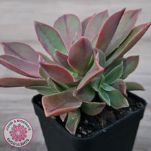 Load image into Gallery viewer, Aeonium Leucoblepharum (Yemen form)