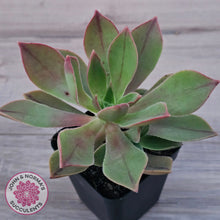 Load image into Gallery viewer, Aeonium Leucoblepharum (Yemen form)