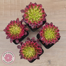 Load image into Gallery viewer, Aeonium Mardi Gras