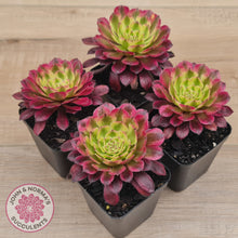 Load image into Gallery viewer, Aeonium Mardi Gras