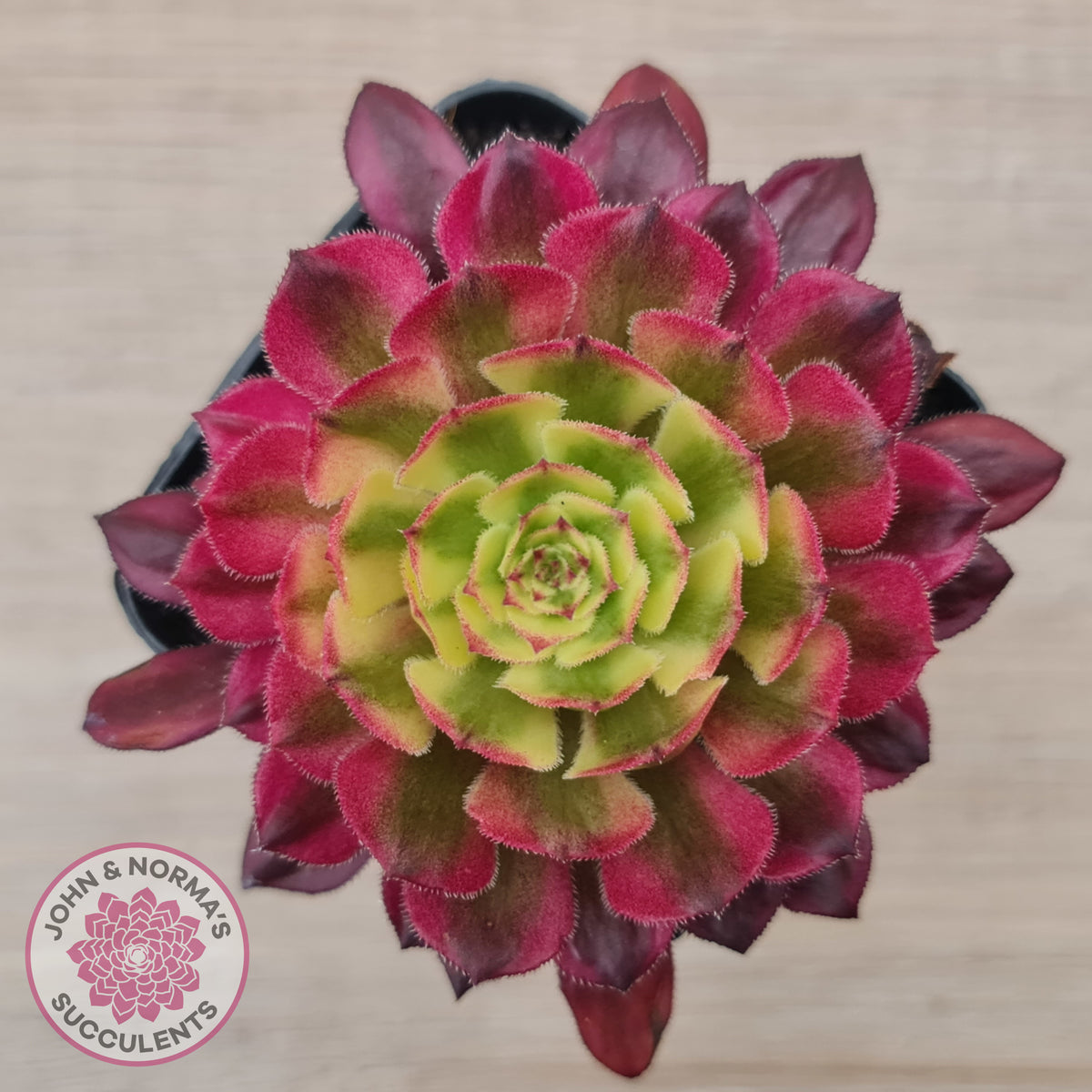 Aeonium Mardi Gras