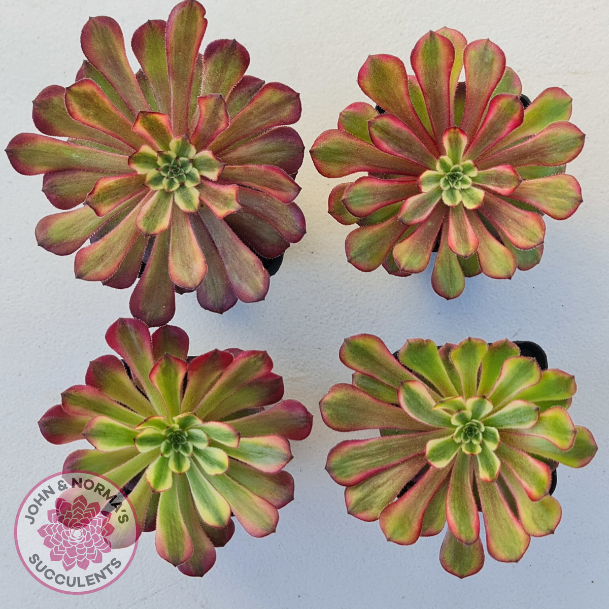 Aeonium Mardi Gras