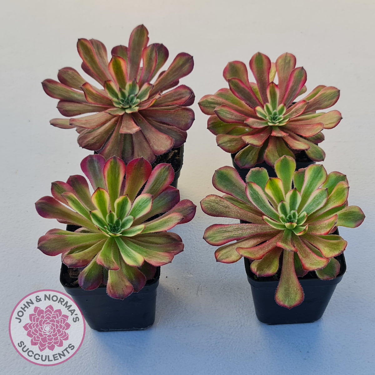 Aeonium Mardi Gras
