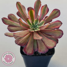 Load image into Gallery viewer, Aeonium Mardi Gras