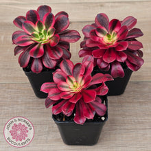Load image into Gallery viewer, Aeonium 'Medusa'