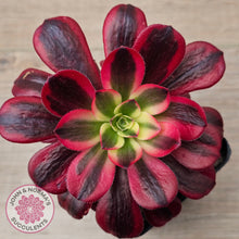 Load image into Gallery viewer, Aeonium 'Medusa'