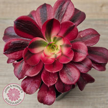 Load image into Gallery viewer, Aeonium 'Medusa'