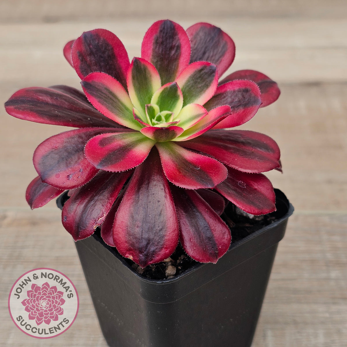 Aeonium 'Medusa'