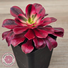 Load image into Gallery viewer, Aeonium 'Medusa'