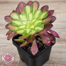 Load image into Gallery viewer, Aeonium 'Picasso'