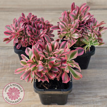 Load image into Gallery viewer, Aeonium 'Pink Witch' Crest