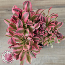 Load image into Gallery viewer, Aeonium 'Pink Witch' Crest