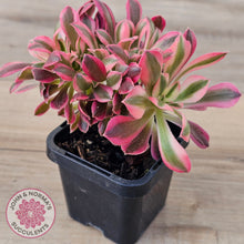 Load image into Gallery viewer, Aeonium 'Pink Witch' Crest