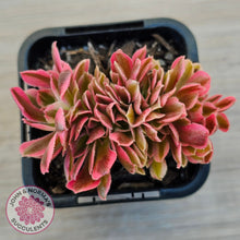 Load image into Gallery viewer, Aeonium 'Pink Witch' Crest
