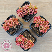 Load image into Gallery viewer, Aeonium 'Pink Witch' Crest