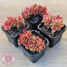 Load image into Gallery viewer, Aeonium 'Pink Witch' Crest