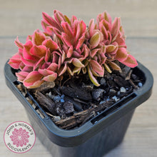 Load image into Gallery viewer, Aeonium 'Pink Witch' Crest