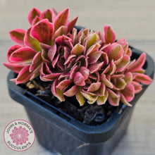 Load image into Gallery viewer, Aeonium 'Pink Witch' Crest