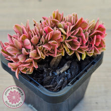 Load image into Gallery viewer, Aeonium 'Pink Witch' Crest