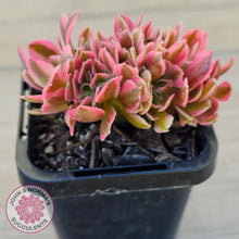 Load image into Gallery viewer, Aeonium 'Pink Witch' Crest