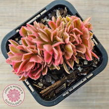 Load image into Gallery viewer, Aeonium 'Pink Witch' Crest