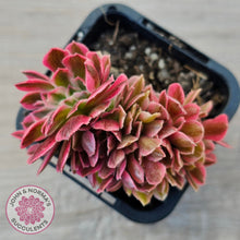 Load image into Gallery viewer, Aeonium 'Pink Witch' Crest
