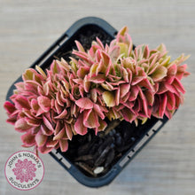 Load image into Gallery viewer, Aeonium 'Pink Witch' Crest