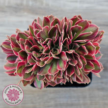 Load image into Gallery viewer, Aeonium 'Pink Witch' Crest