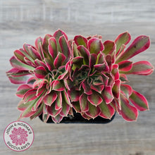 Load image into Gallery viewer, Aeonium 'Pink Witch' Crest