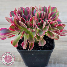 Load image into Gallery viewer, Aeonium 'Pink Witch' Crest
