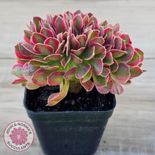 Load image into Gallery viewer, Aeonium 'Pink Witch' Crest
