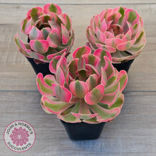 Load image into Gallery viewer, Aeonium 'Pink Witch'