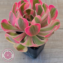 Load image into Gallery viewer, Aeonium 'Pink Witch'