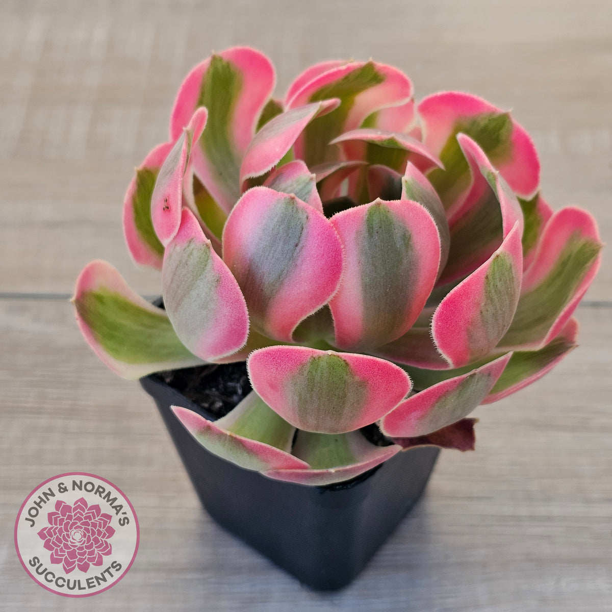 Aeonium 'Pink Witch'