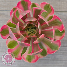 Load image into Gallery viewer, Aeonium 'Pink Witch'