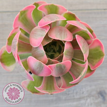 Load image into Gallery viewer, Aeonium 'Pink Witch'