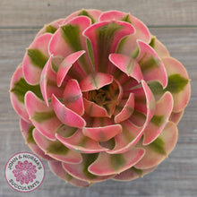 Load image into Gallery viewer, Aeonium 'Pink Witch'