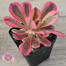 Load image into Gallery viewer, Aeonium 'Pink Witch'