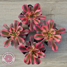 Load image into Gallery viewer, Aeonium 'Pink Witch'