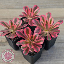 Load image into Gallery viewer, Aeonium 'Pink Witch'