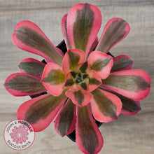 Load image into Gallery viewer, Aeonium 'Pink Witch'