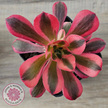 Load image into Gallery viewer, Aeonium 'Pink Witch'