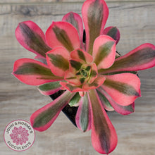 Load image into Gallery viewer, Aeonium 'Pink Witch'