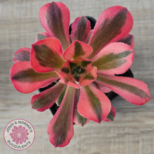 Load image into Gallery viewer, Aeonium 'Pink Witch'