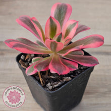 Load image into Gallery viewer, Aeonium 'Pink Witch'