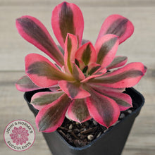 Load image into Gallery viewer, Aeonium 'Pink Witch'