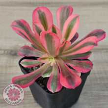 Load image into Gallery viewer, Aeonium 'Pink Witch'