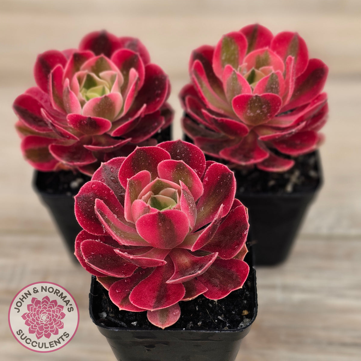 Aeonium 'Pink Witch'