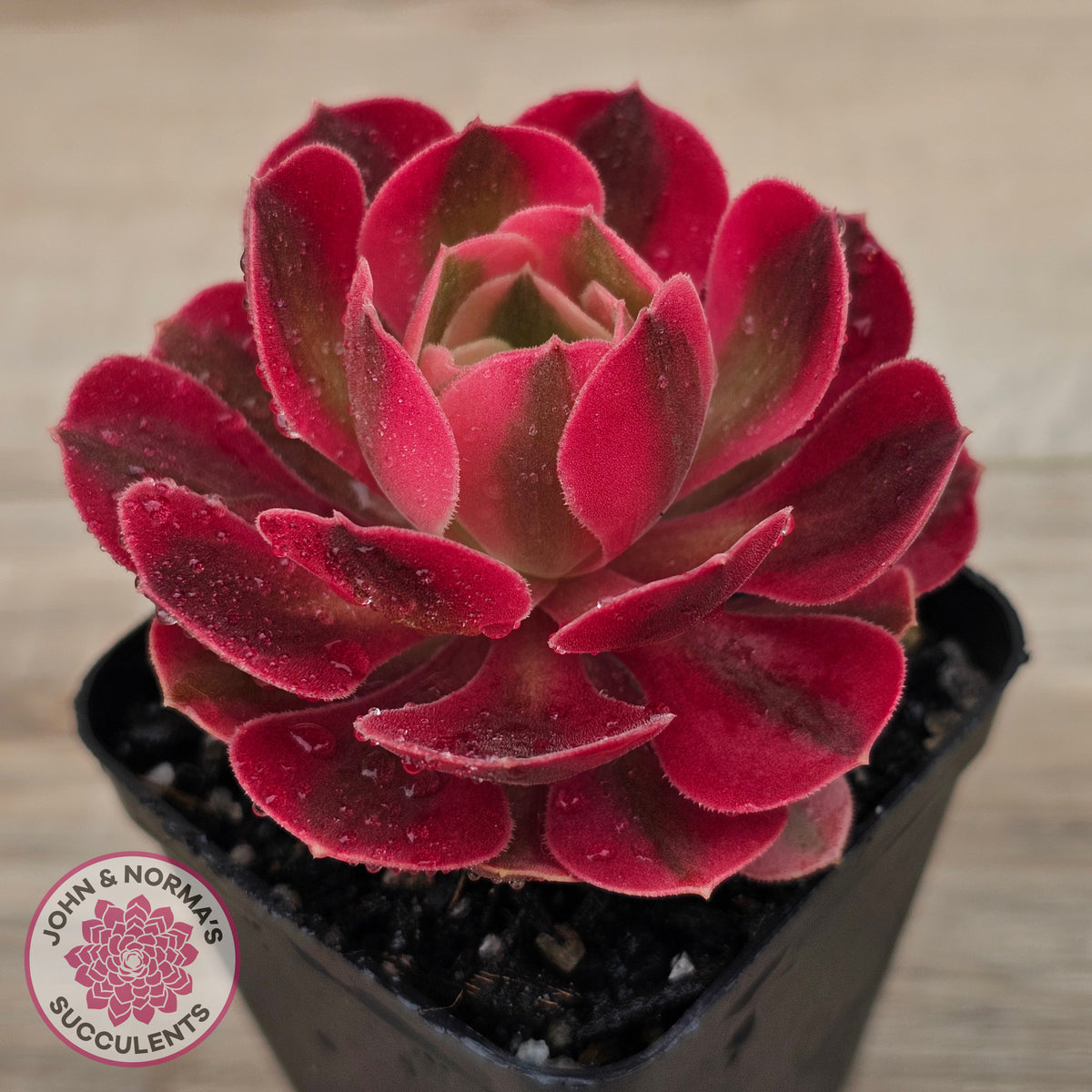 Aeonium 'Pink Witch'